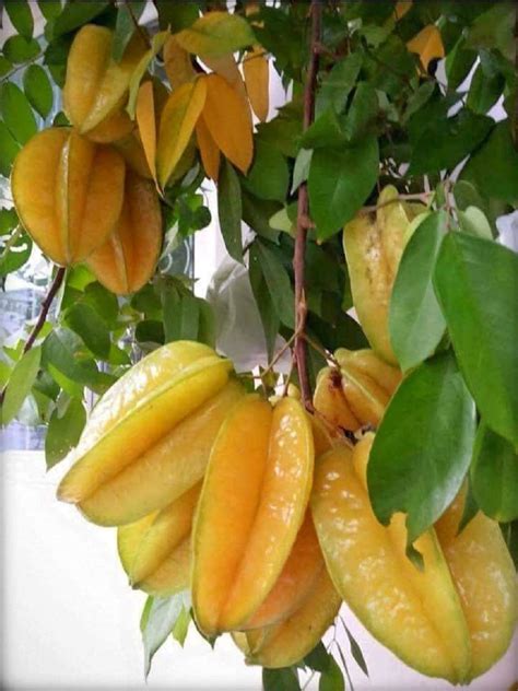 sudiptastar|SUDIPTA Star Fruit Carambola Grafted Plant (Hybrid, Pack of 1).